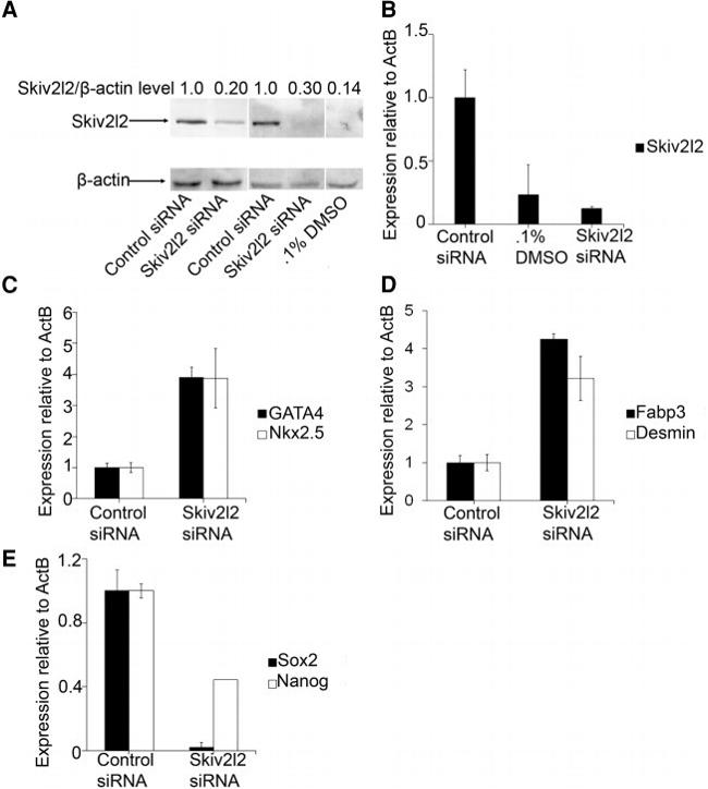 beta Actin Antibody in Western Blot (WB)