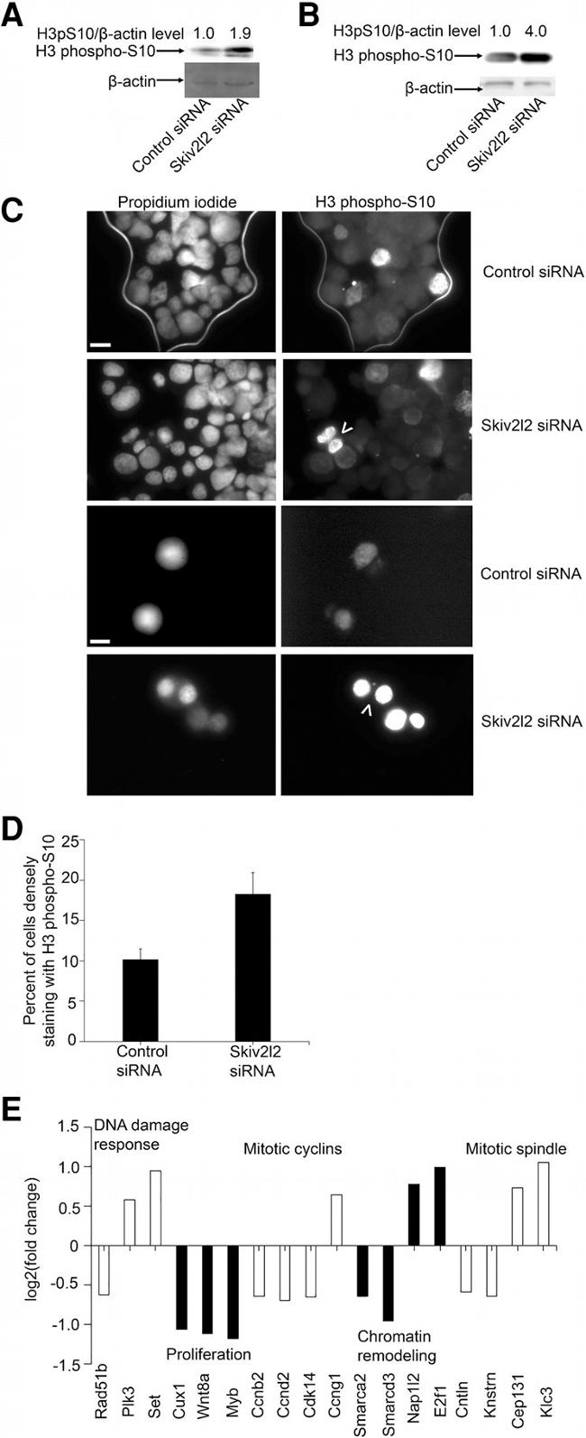 beta Actin Antibody in Western Blot (WB)