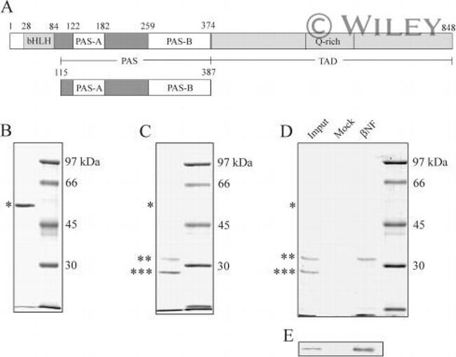 AHR Antibody in Western Blot (WB)