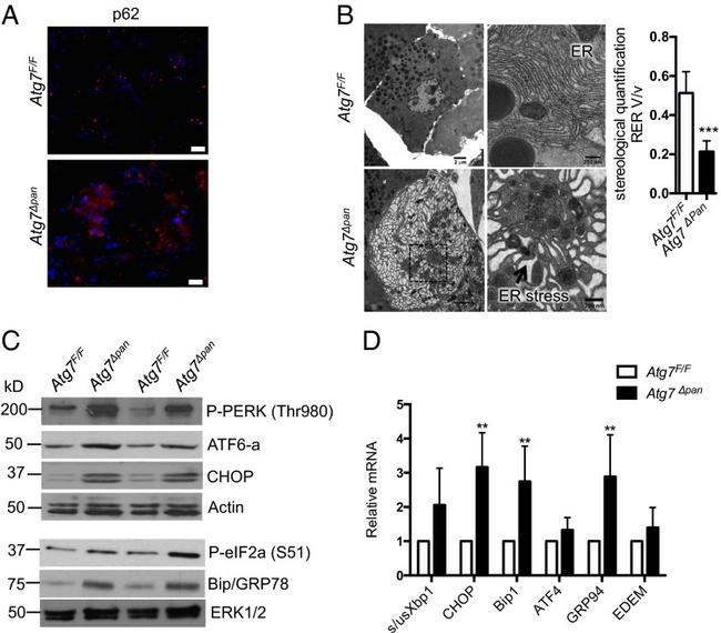 CHOP Antibody in Western Blot (WB)