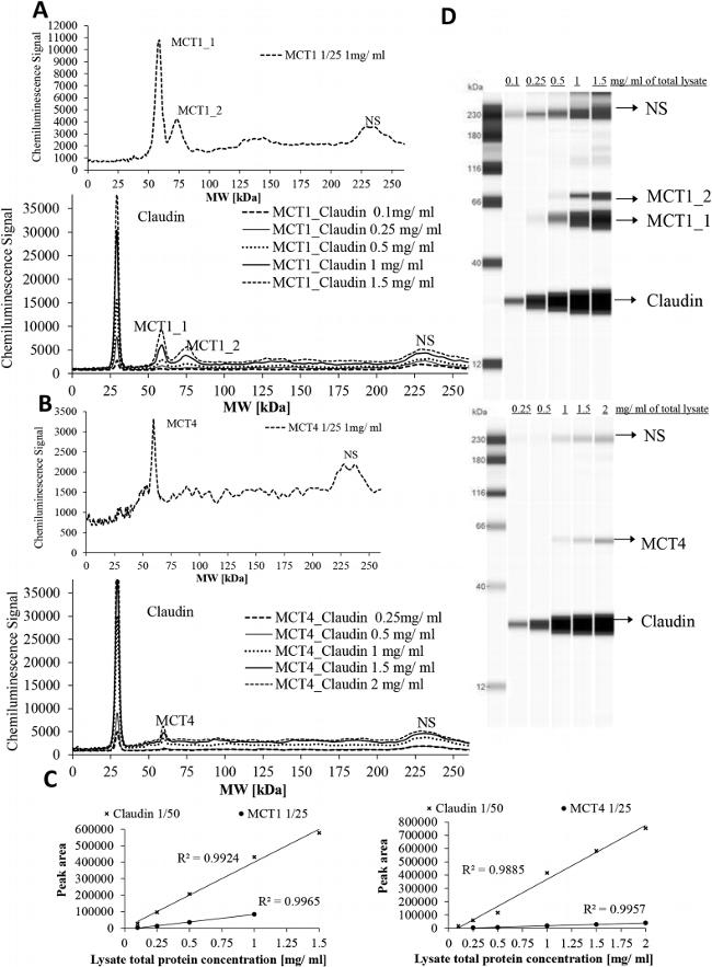 Claudin 1 Antibody in Western Blot (WB)