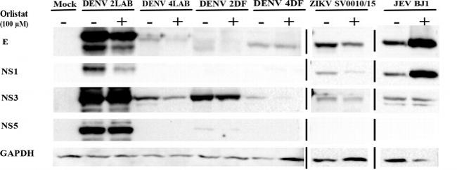 Dengue Virus Type 2 NS5 Antibody in Western Blot (WB)