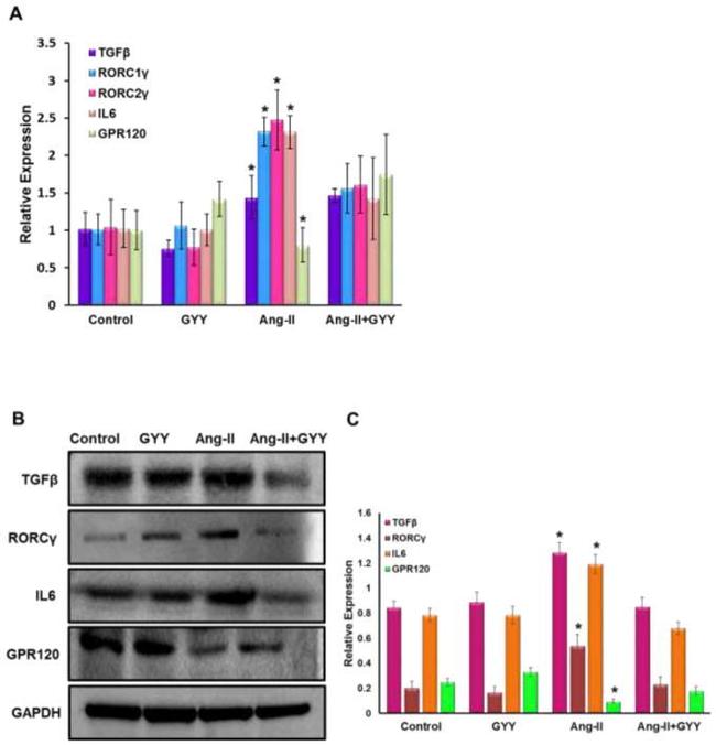 GPR120 Antibody in Western Blot, Immunocytochemistry (WB, ICC/IF)