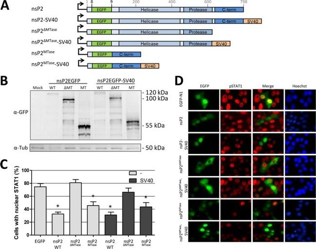 alpha Tubulin Antibody in Western Blot (WB)