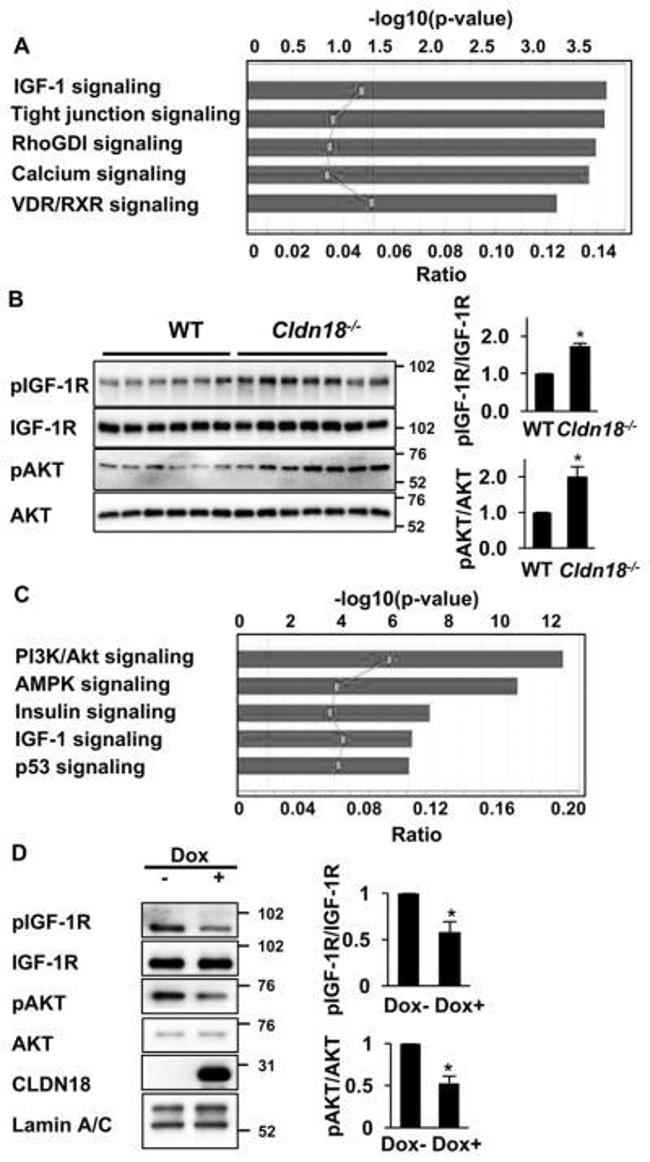 Claudin 18 Antibody in Western Blot (WB)