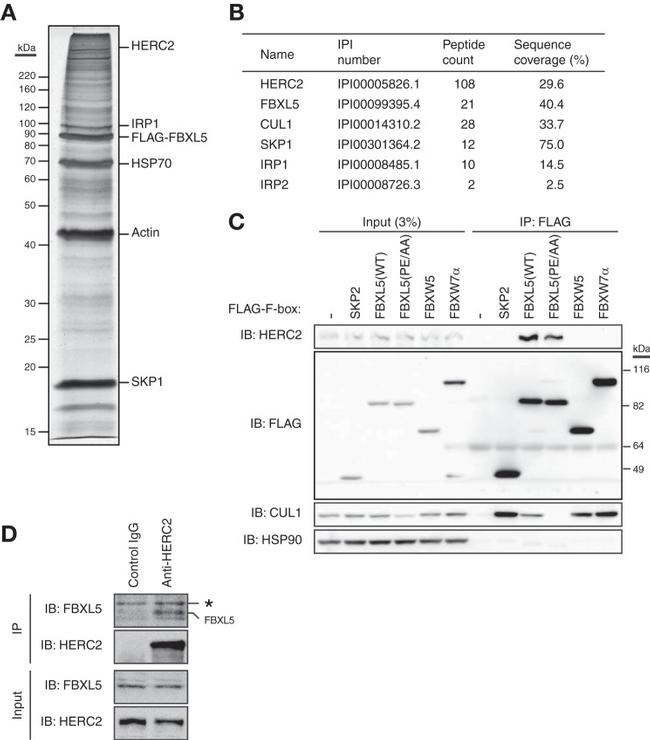 Cullin 1 Antibody in Western Blot (WB)