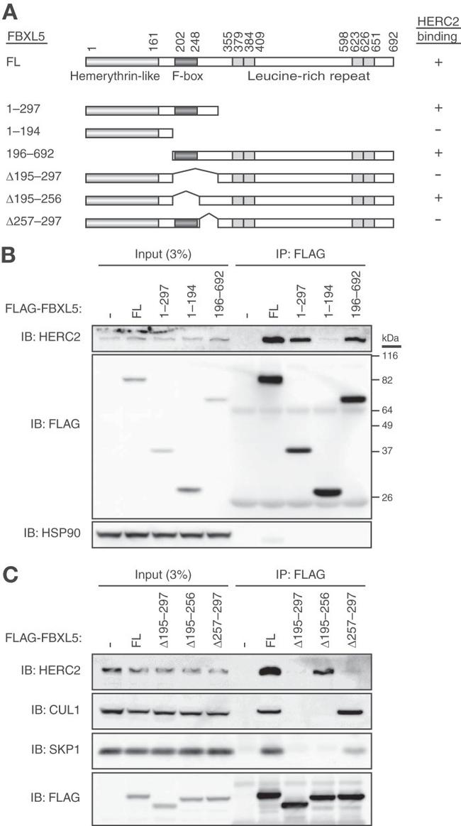 Cullin 1 Antibody in Western Blot (WB)