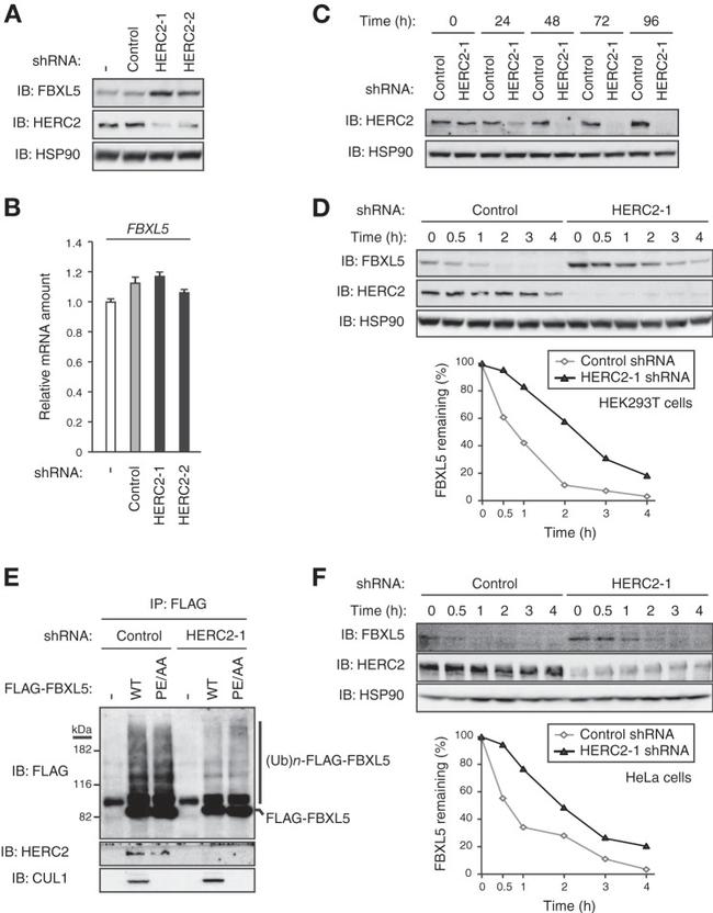 Cullin 1 Antibody in Western Blot (WB)