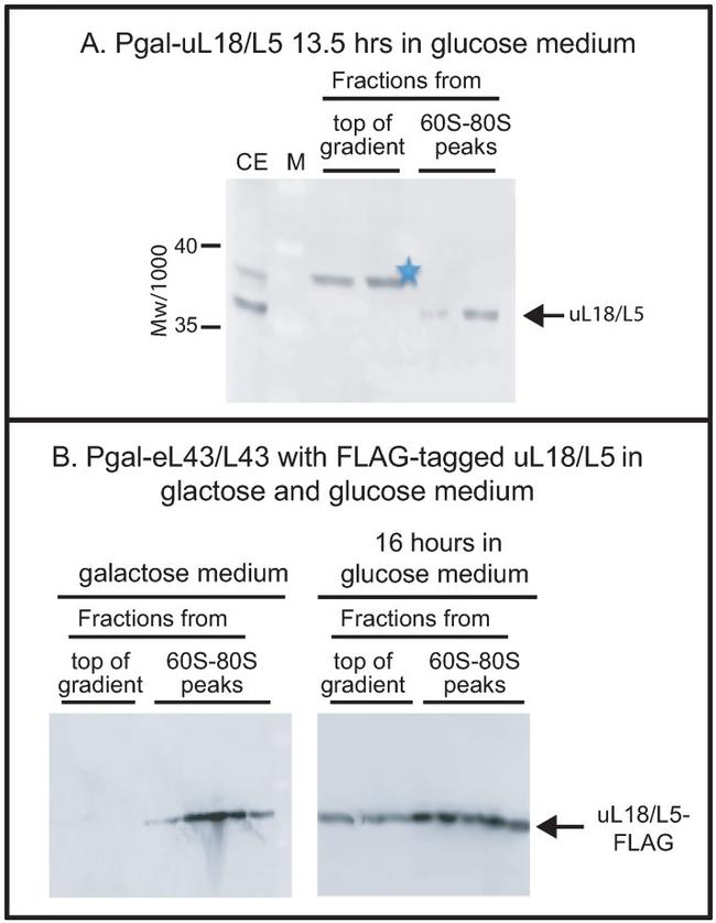 DYKDDDDK Tag Antibody in Western Blot (WB)