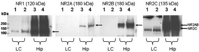 NMDAR2C Antibody in Western Blot (WB)