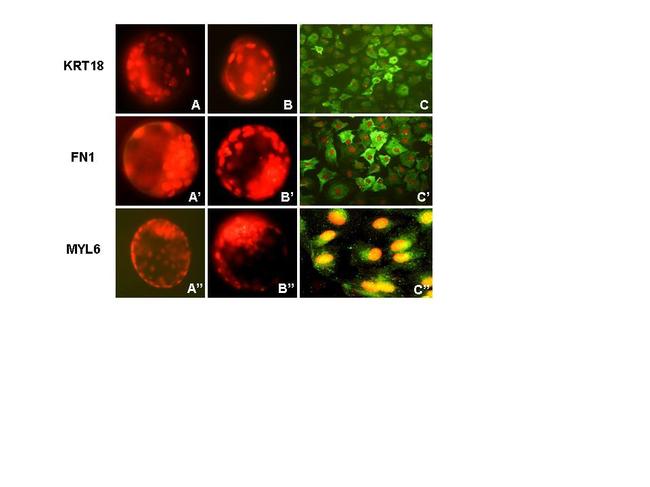 Fibronectin Antibody in Immunocytochemistry (ICC/IF)