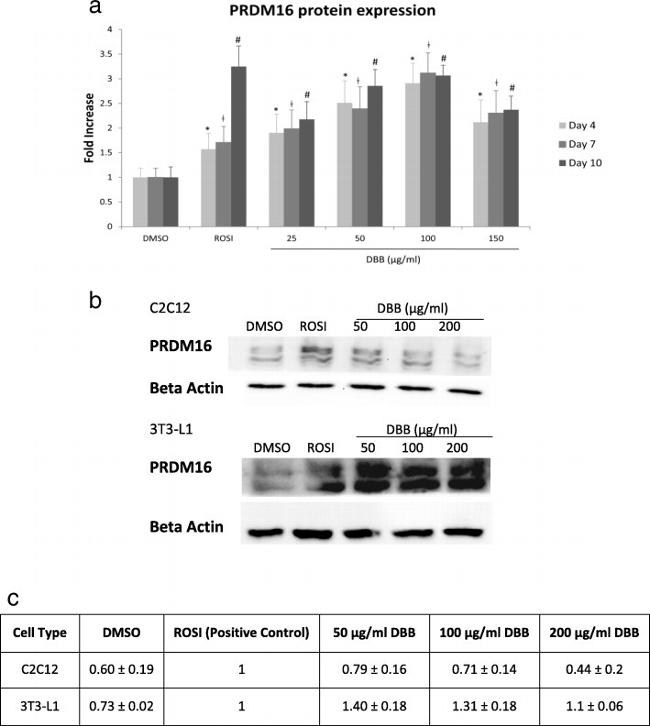 PRDM16 Antibody in Western Blot (WB)