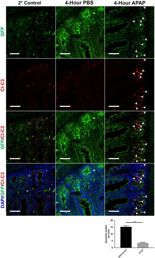 GFP Antibody in Immunohistochemistry (Frozen) (IHC (F))