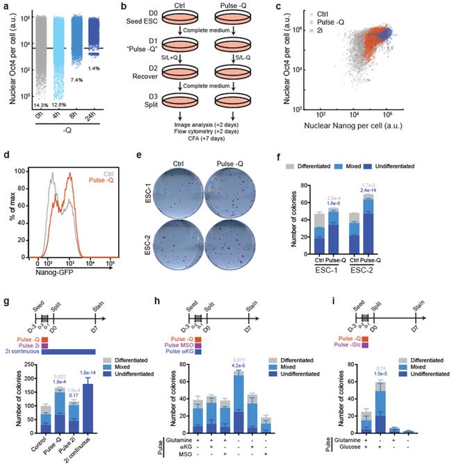 Nanog Antibody in Immunocytochemistry, Flow Cytometry (ICC/IF, Flow)