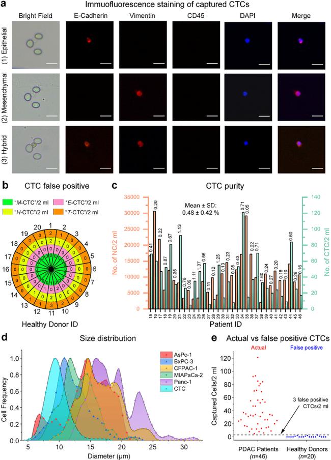 CD45 Antibody in Immunocytochemistry (ICC/IF)