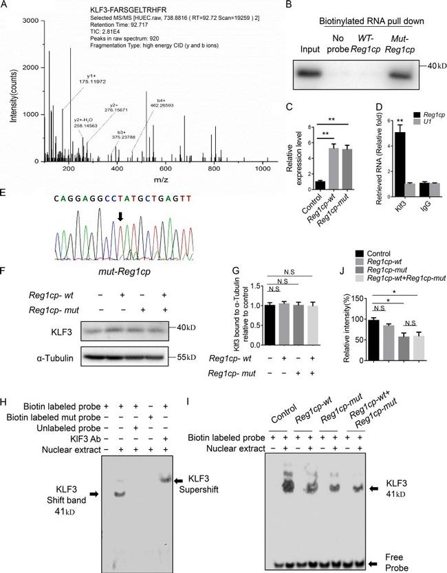 KLF3 Antibody in Western Blot, Gel Shift (WB, GS)