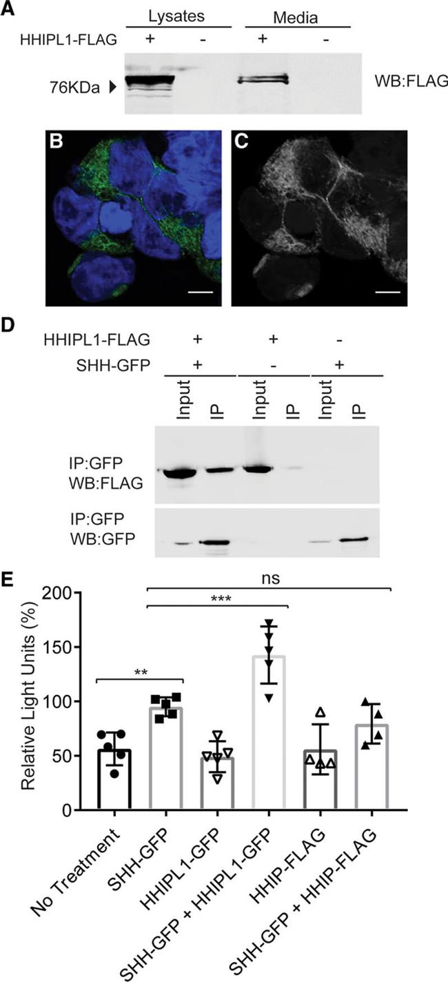 GFP Antibody in Western Blot, Immunoprecipitation (WB, IP)