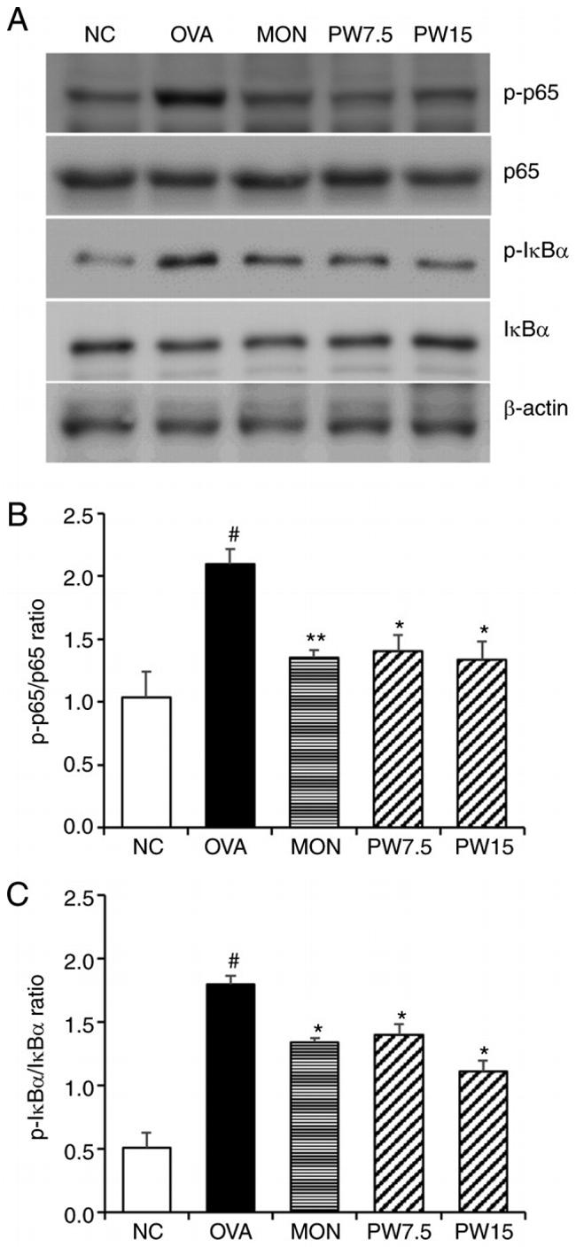 IkB alpha Antibody in Western Blot (WB)