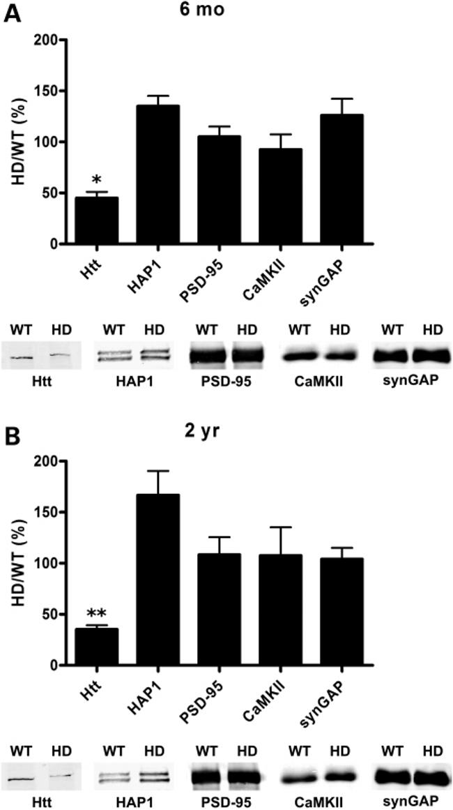 SynGAP Antibody in Western Blot (WB)