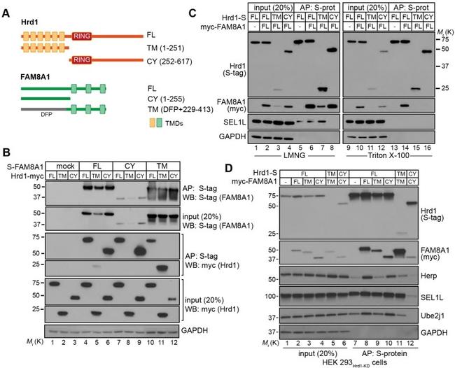 S-peptide Epitope Tag Antibody in Western Blot (WB)