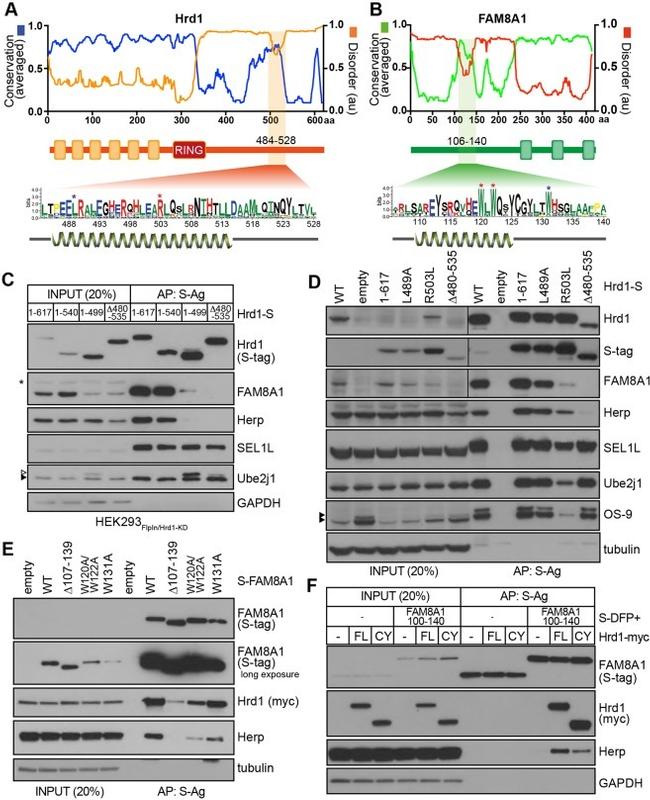 S-peptide Epitope Tag Antibody in Western Blot (WB)