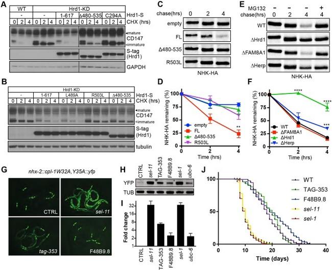 S-peptide Epitope Tag Antibody in Western Blot (WB)