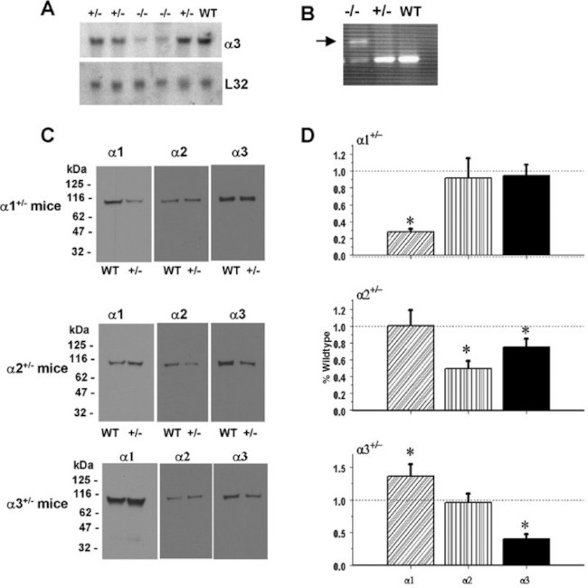 ATP1A3 Antibody in Western Blot (WB)