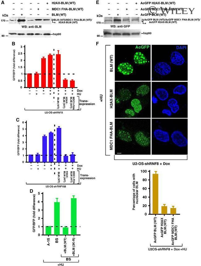 GFP Antibody in Western Blot (WB)