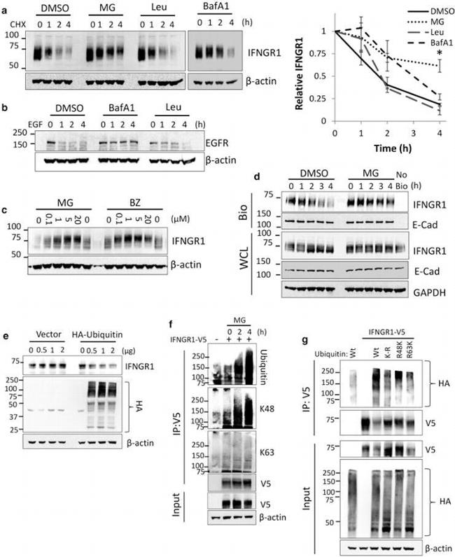 E-cadherin Antibody in Western Blot (WB)