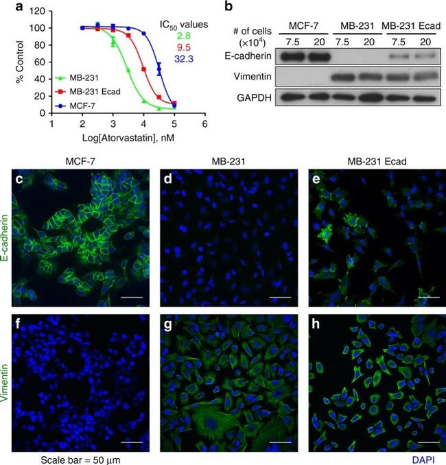 E-cadherin Antibody in Immunocytochemistry (ICC/IF)