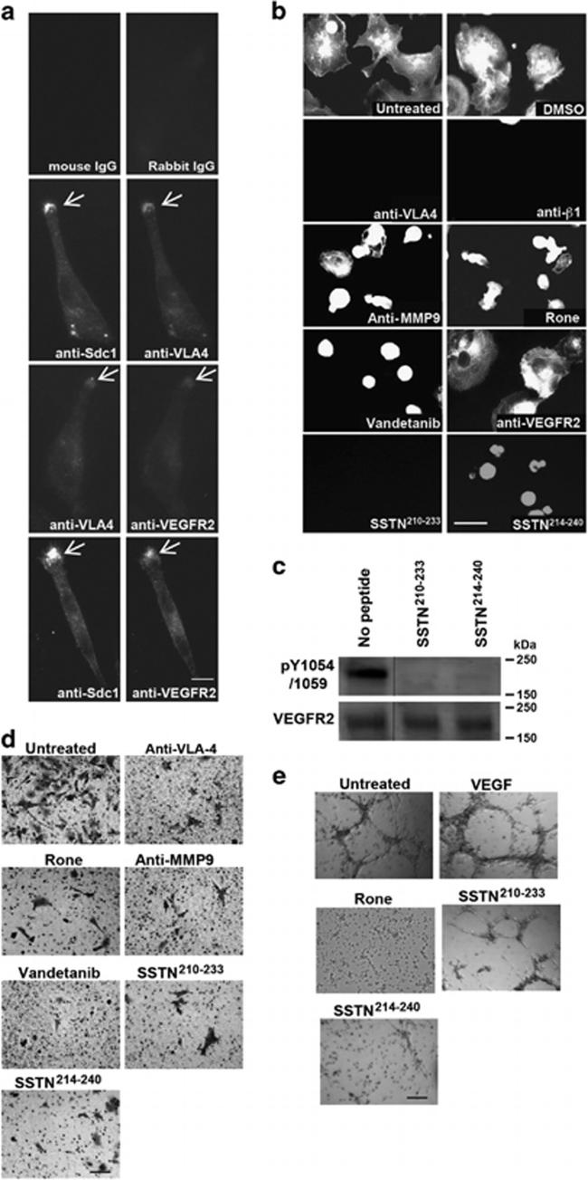 Phospho-VEGF Receptor 2 (Tyr1054, Tyr1059) Antibody in Western Blot (WB)