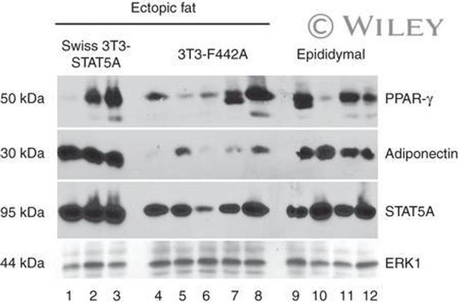 Adiponectin Antibody in Western Blot (WB)