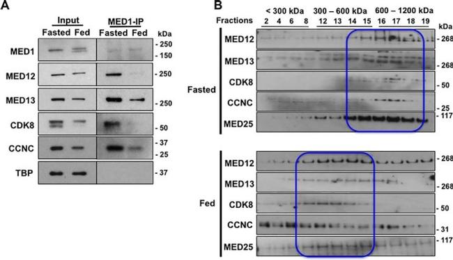 MED13 Antibody in Western Blot (WB)