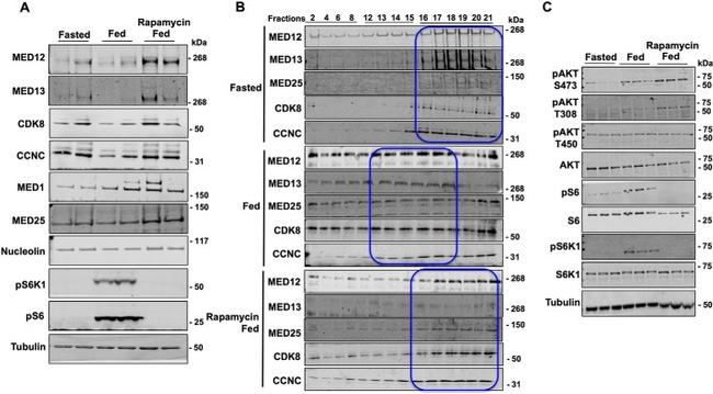 MED25 Antibody in Western Blot (WB)