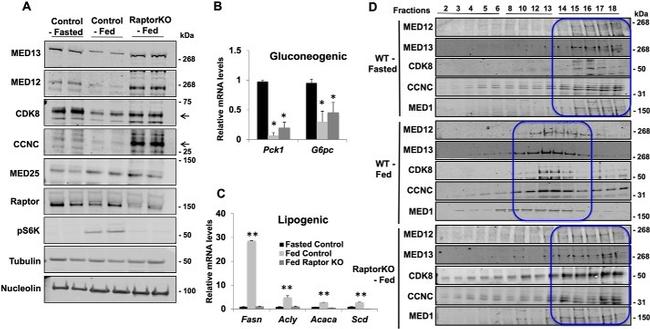 MED13 Antibody in Western Blot (WB)