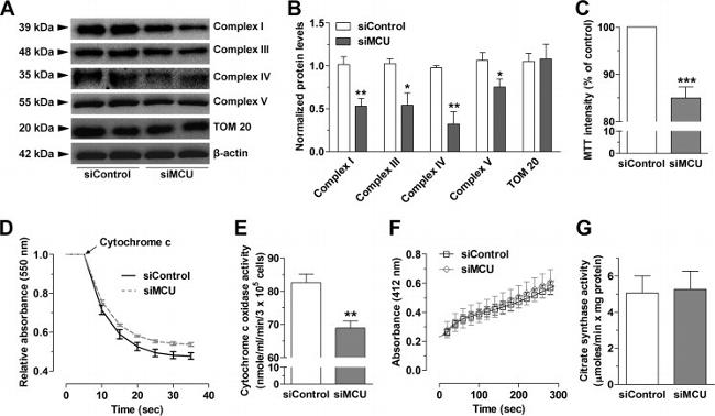 NDUFA9 Antibody in Western Blot (WB)