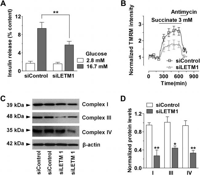 NDUFA9 Antibody in Western Blot (WB)