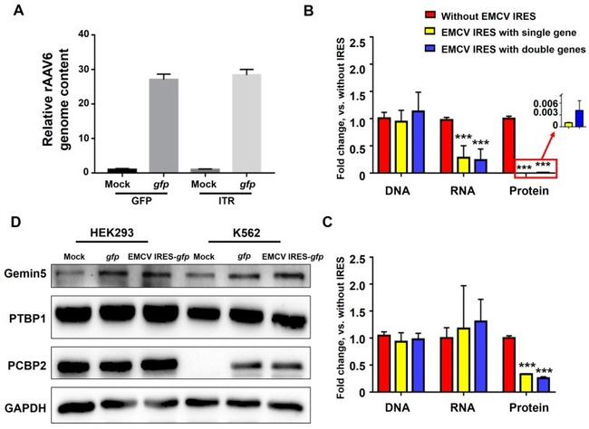 PTBP1 Antibody in Western Blot (WB)