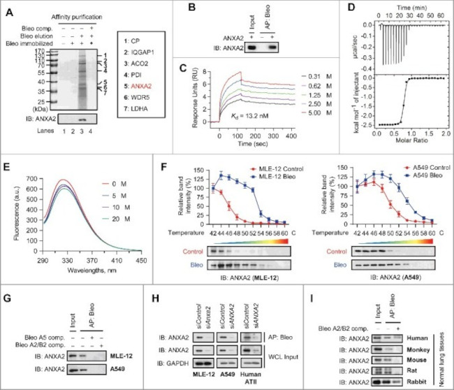 Annexin A2 Antibody in Western Blot (WB)