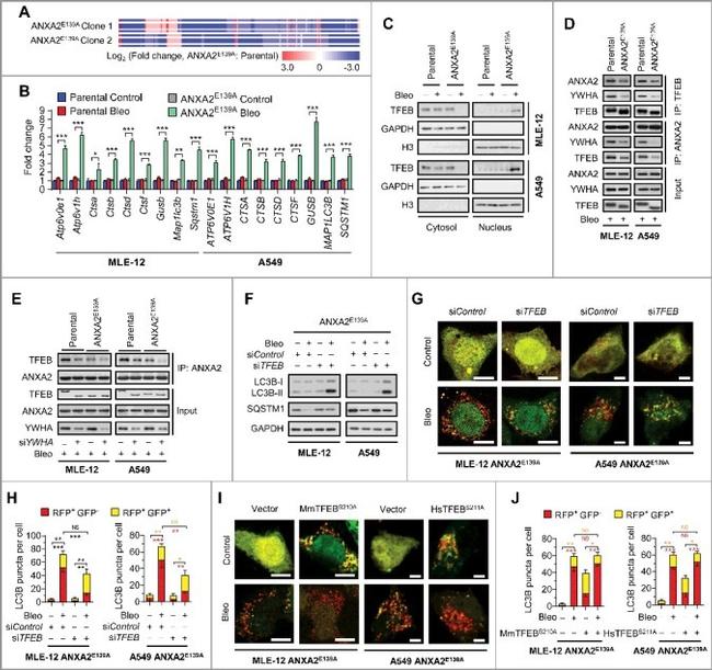 Annexin A2 Antibody in Immunoprecipitation (IP)