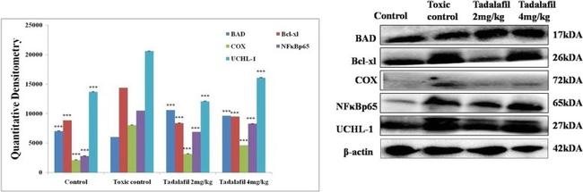 beta Actin Antibody in Western Blot (WB)