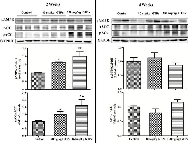 Acetyl-CoA Carboxylase Antibody