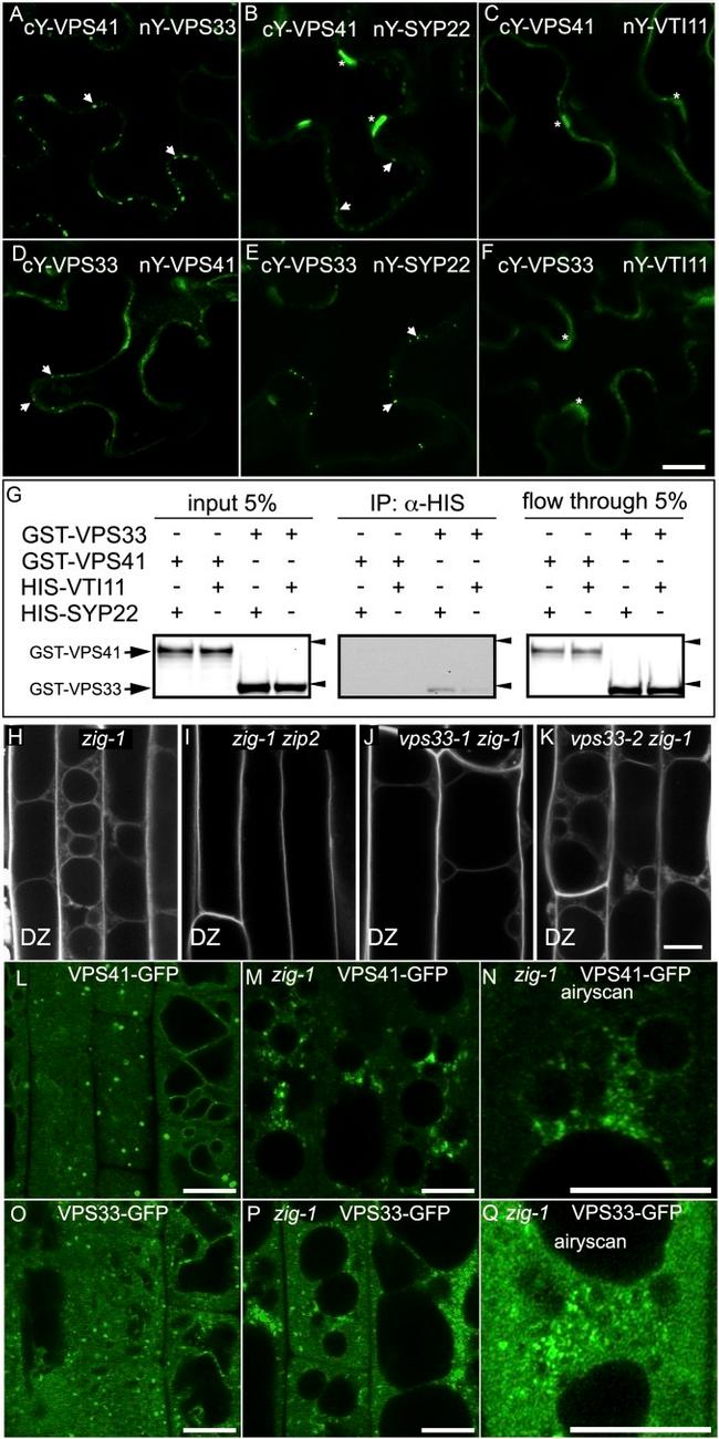 GST Tag Antibody in Western Blot (WB)