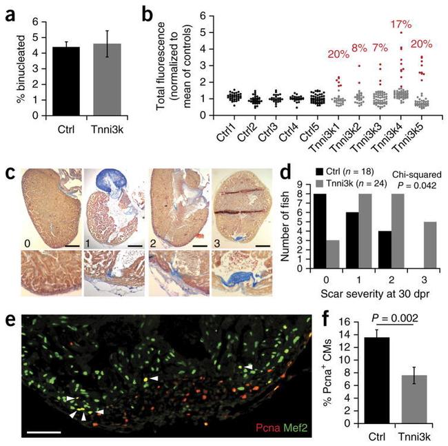 PCNA Antibody in Immunohistochemistry (IHC)