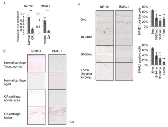 BMAL1 Antibody in Immunohistochemistry (IHC)