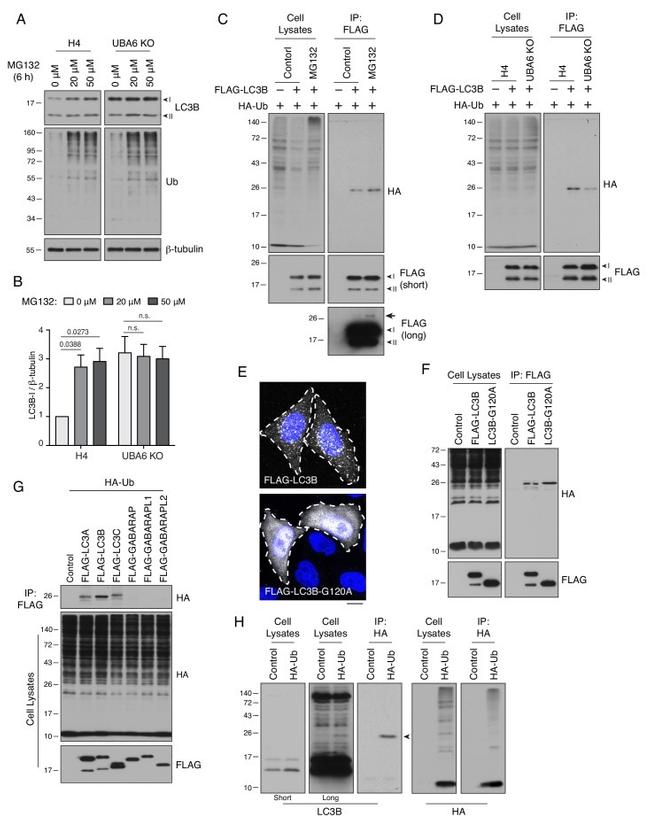 Ubiquitin Antibody in Western Blot (WB)