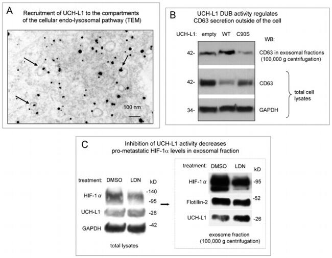 PGP9.5 Antibody in Western Blot (WB)