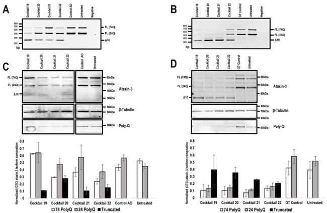 beta Tubulin Antibody in Western Blot (WB)