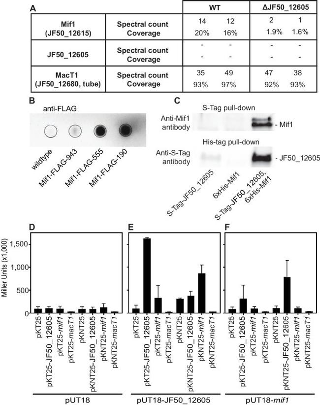 DYKDDDDK Tag Antibody in Western Blot (WB)