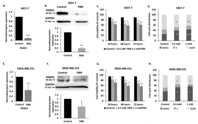 Pannexin 1 Antibody in Western Blot (WB)